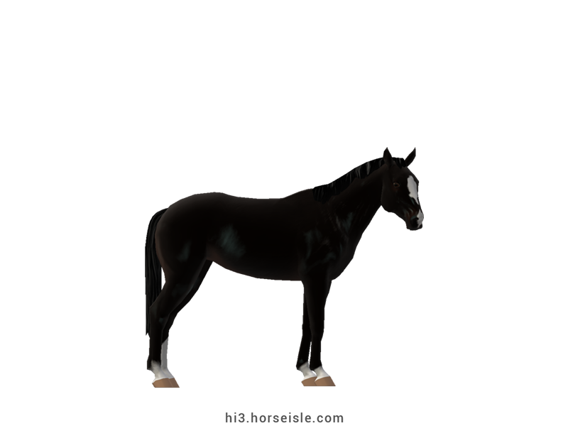 French Riding Pony Ebony Black Coat